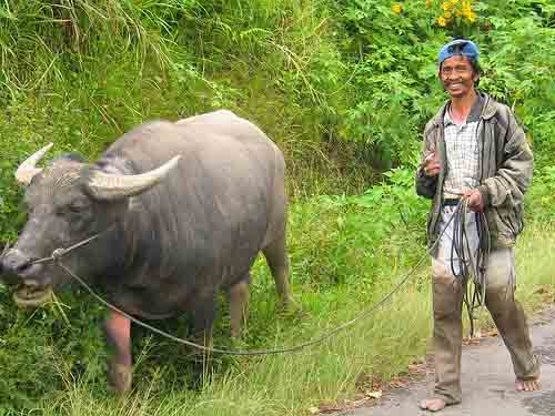 Making money offline - Buffalo Walking Service, why do only dogs get to have fun?